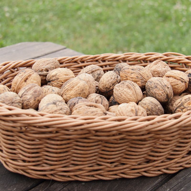 Superfood: walnuts
